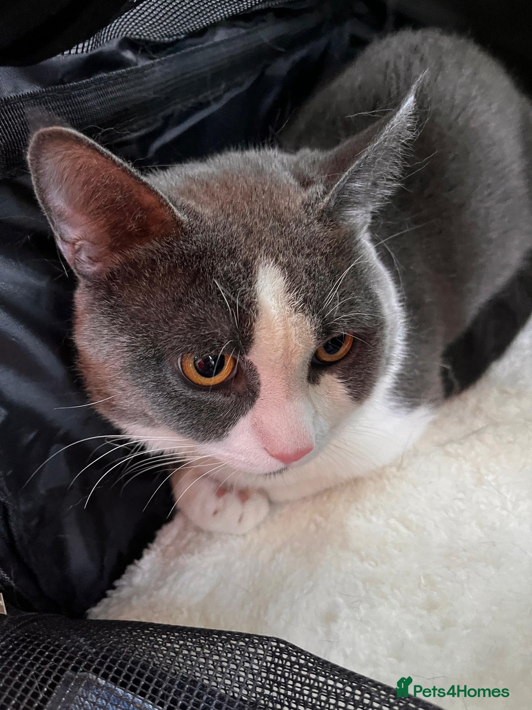 British Shorthair cats for sale: British Short Hair for sale - Image 4