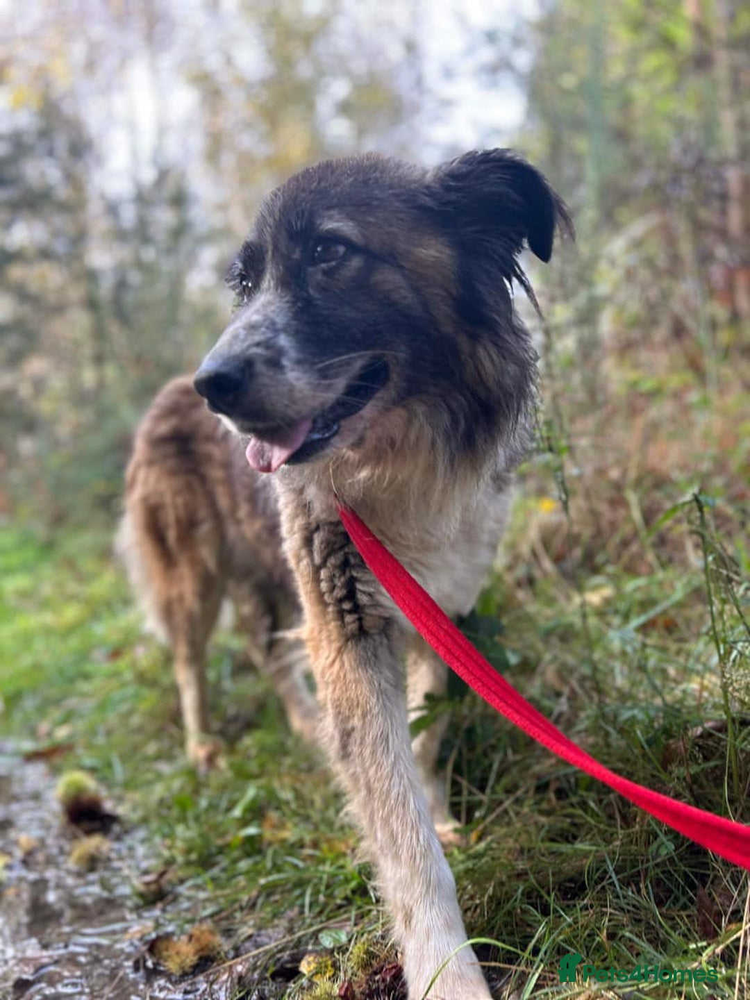 Mixed Breed dogs for adoption: Hilda - Norwich Norfolk  - Image 36