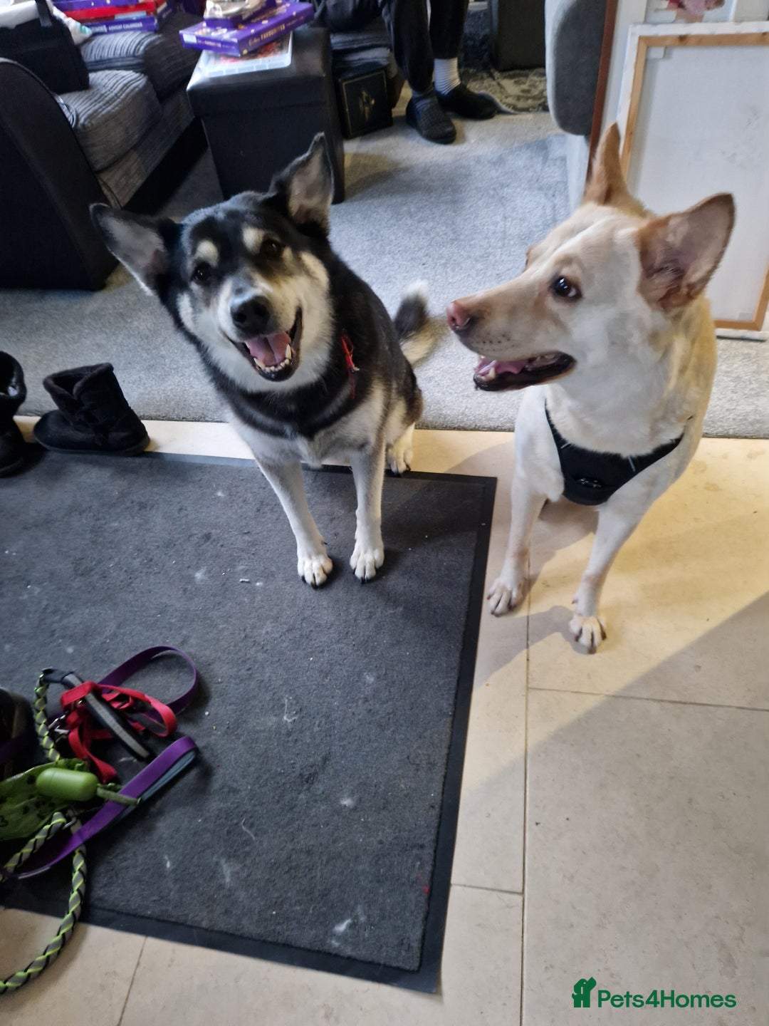 Shepsky dogs for sale: 4yr old shepsky for sale - Image 3