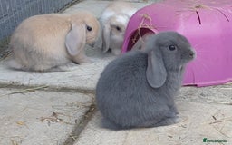 Mini Lop rabbits for sale: Super friendly minilops - Image 2