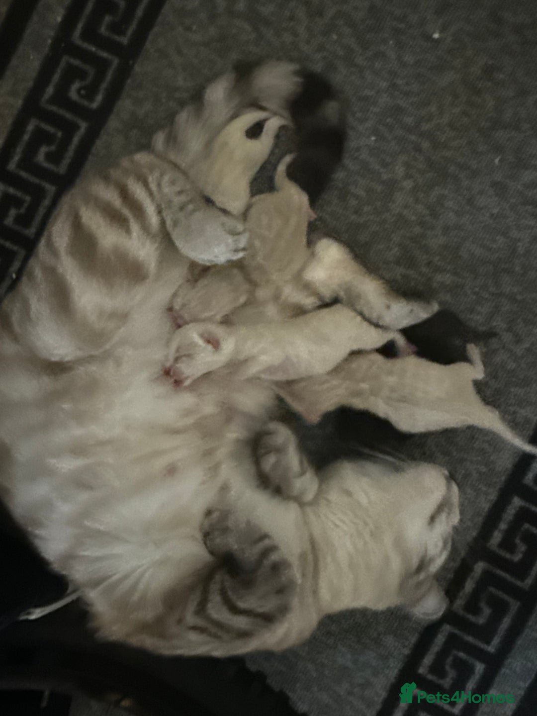 Mixed Breed cats for sale: 2 male kitten - Image 6