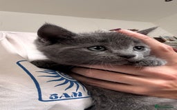 Mixed Breed cats for sale: 4 beautiful kittens ready now - Image 11