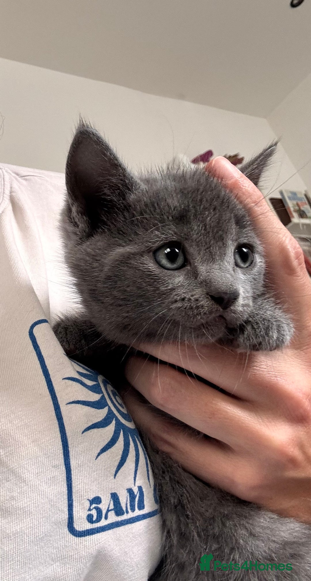 Mixed Breed cats for sale: 4 beautiful kittens ready now - Image 11