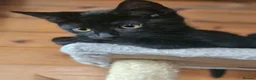 Mixed Breed cats for sale: Half Bengal Kittens - Advert 8