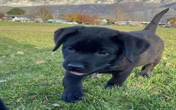 Labrador Retriever dogs for sale: Bundle of Labs gorgeous puppies - Image 6