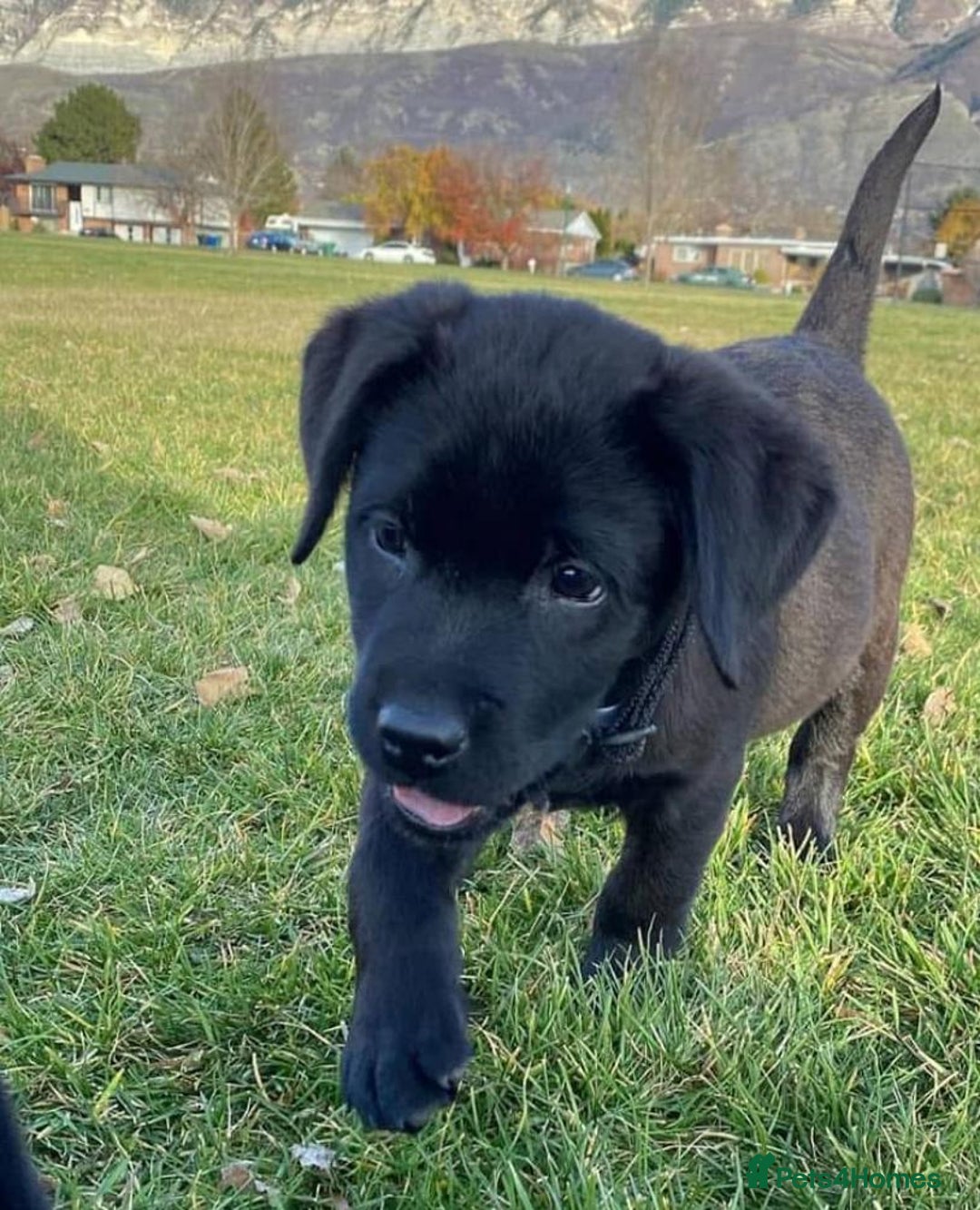 Labrador Retriever dogs for sale: Bundle of Labs gorgeous puppies - Image 6