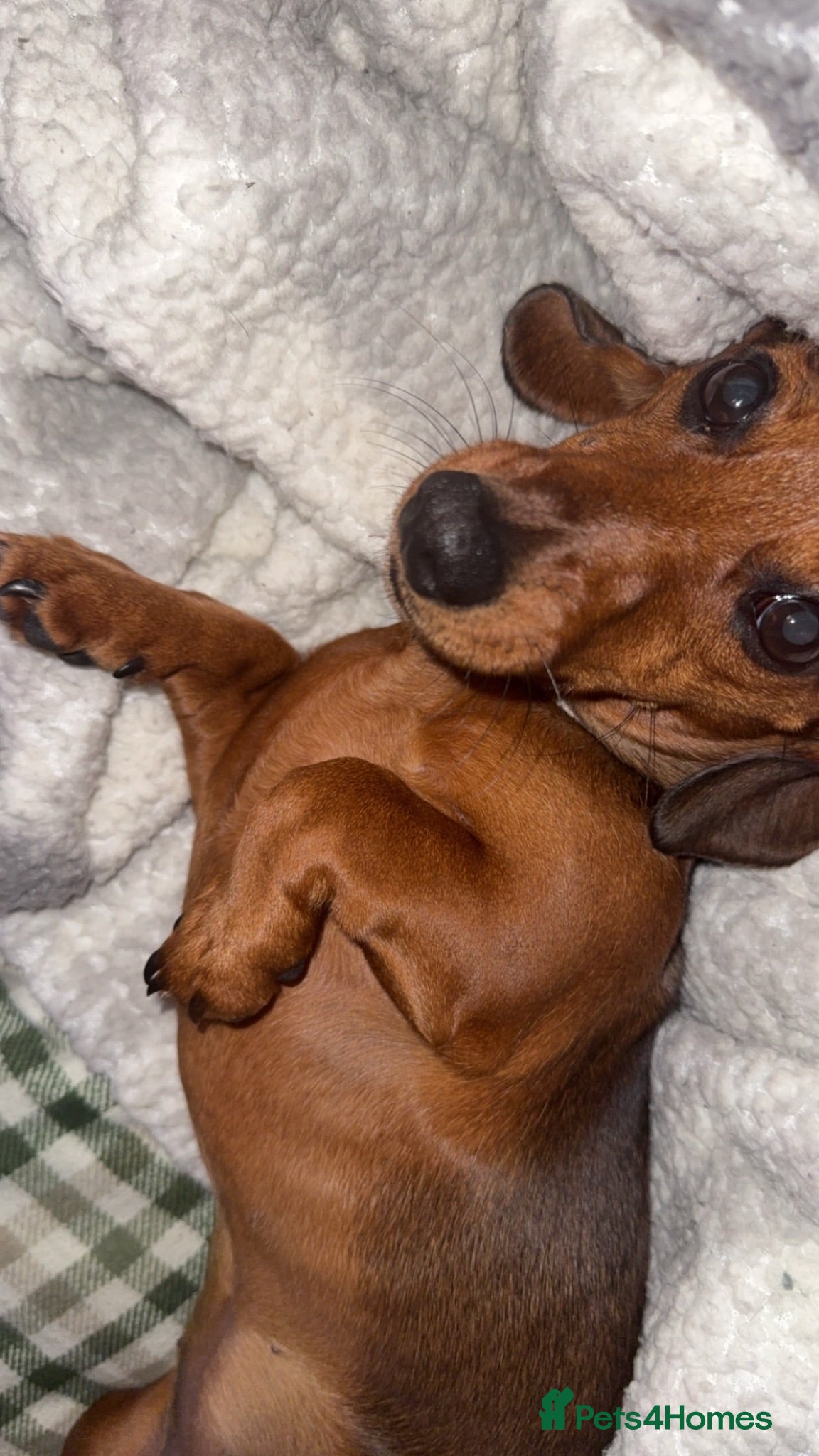 Miniature Dachshund dogs Minnie the miniature dachshund  - Advert 1