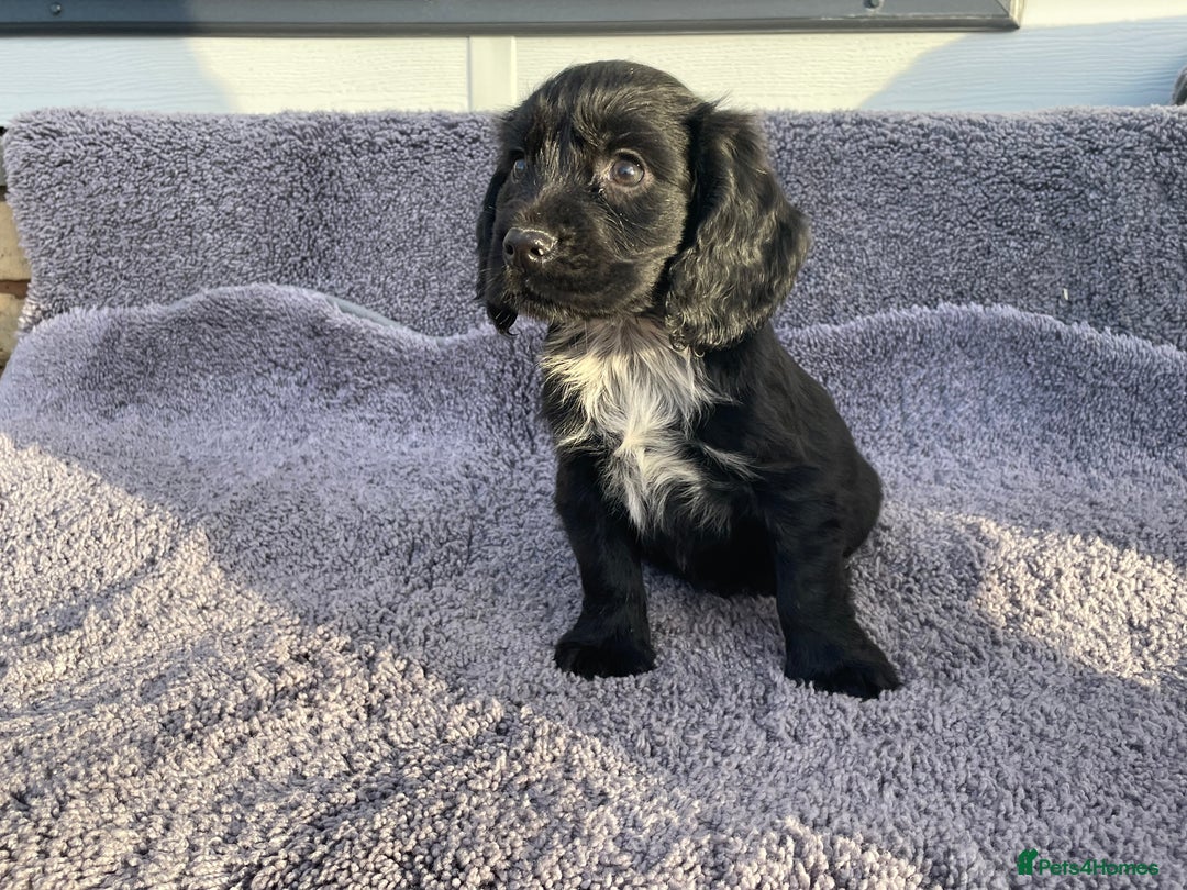 Cocker Spaniel dogs for sale: Cocker spaniel  - Advert 2