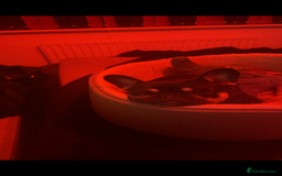 French Bulldog dogs for sale: Lunarya - Loving 4-Year-Old French Bulldog  - Advert 7