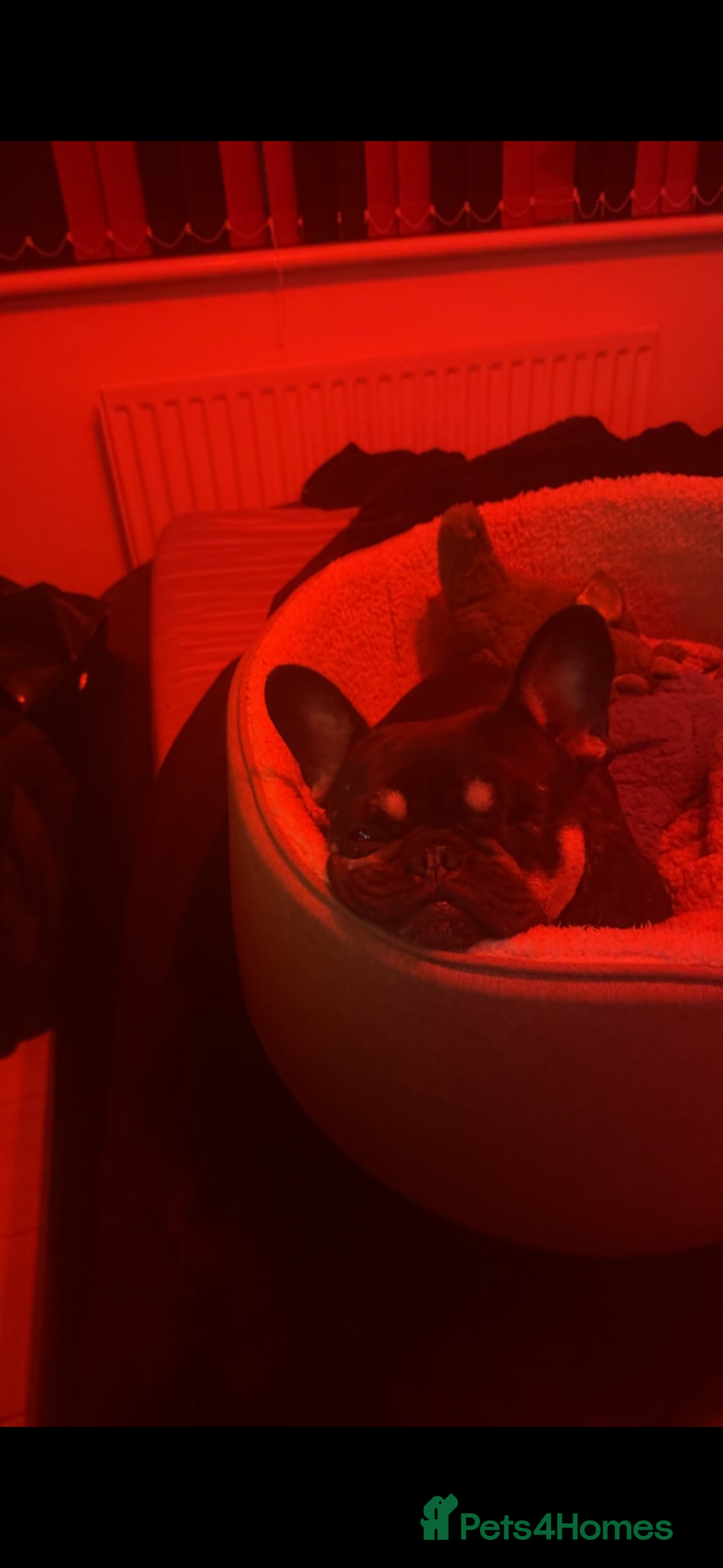 French Bulldog dogs for sale: Lunarya - Loving 4-Year-Old French Bulldog  - Advert 7