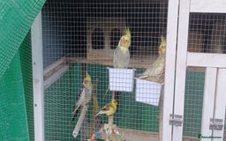 Cockatiels birds for sale: 3 cocketiels for sale - Image 16