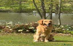 Golden Retriever dogs for stud: Stud available  - Image 3