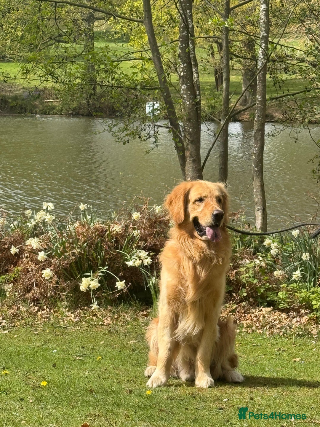 Golden Retriever dogs for stud: Stud available  - Image 3