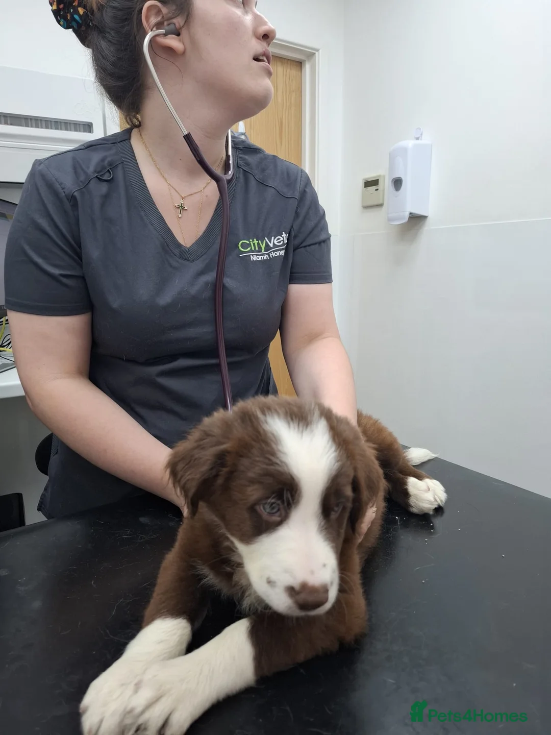 Border Collie dogs for sale: Brown and white male border collie in Exeter - Advert 10