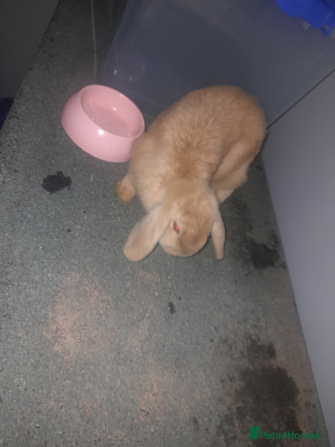 Mixed Breed rabbits for sale: 2 girls comes with everything  - Advert 4