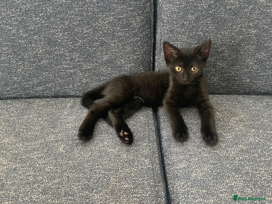 Ragdoll cats for sale:  Half Ragdoll Domestic Shorthair Kitten  - Advert 1