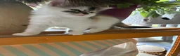 Mixed Breed cats for sale: Healthy , Energetic, Absolutely stunning 8  - Advert 5