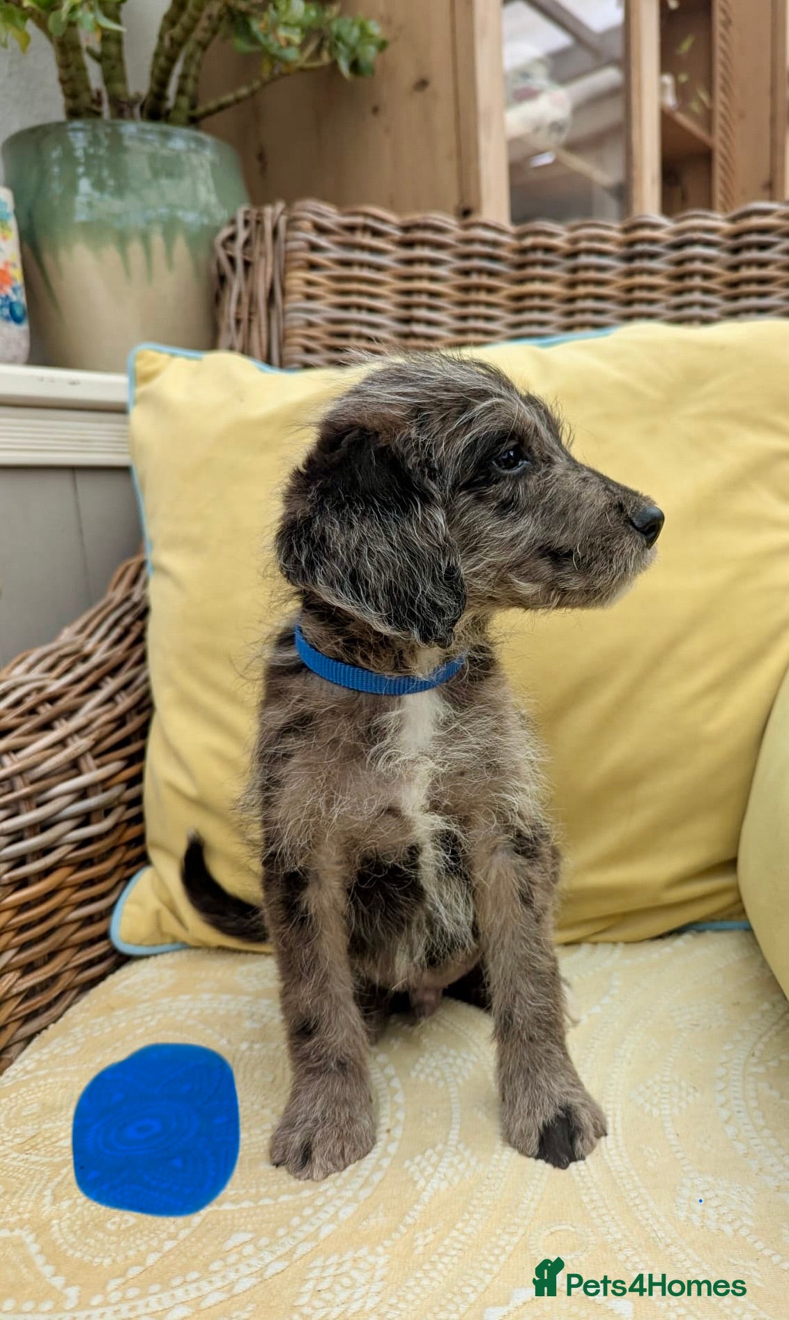 Bordoodle dogs for sale: Standard Bordoodle puppies- ready now - Advert 9