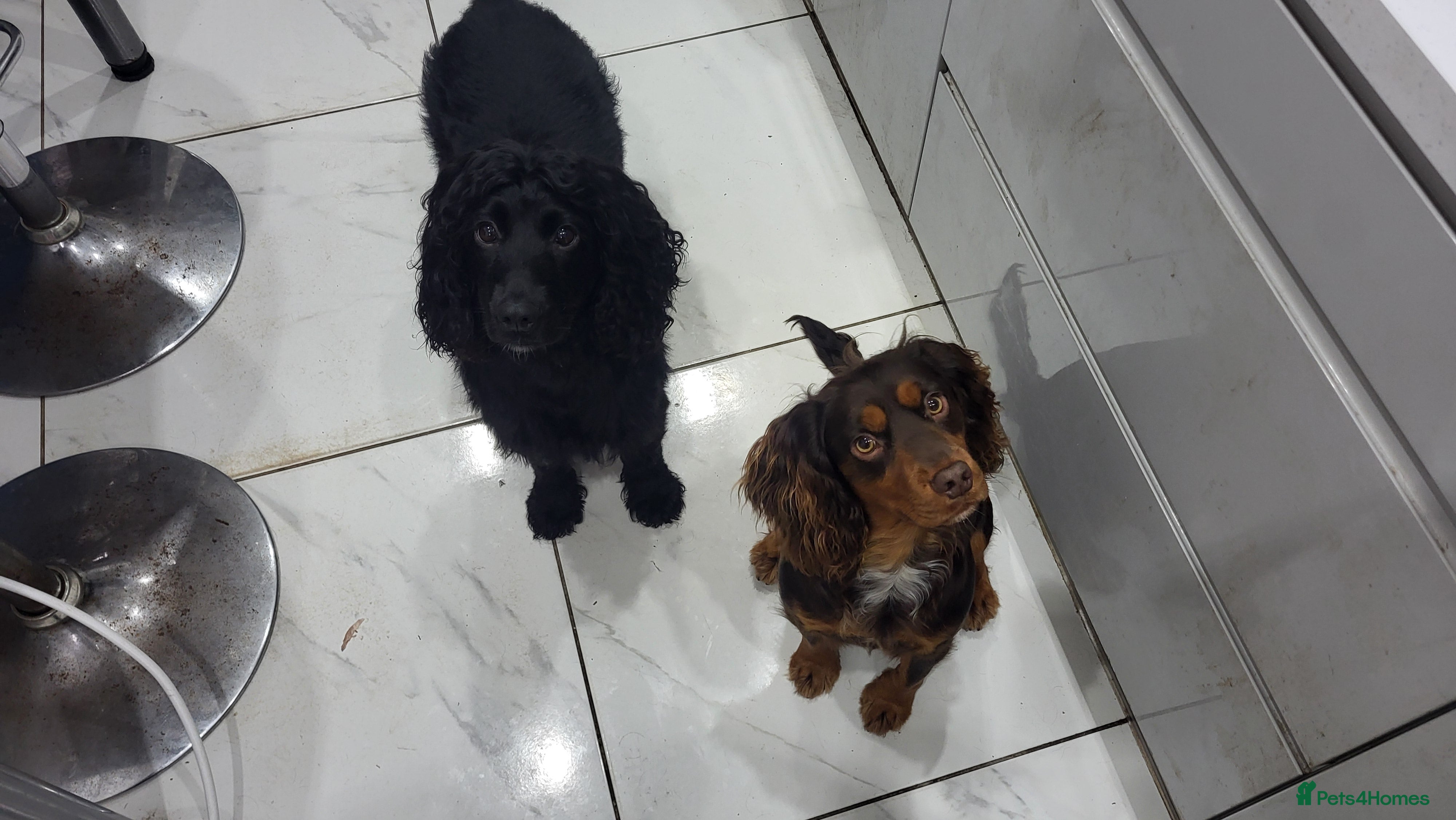 Cocker Spaniel dogs Choc Tan KC Stud - Advert 1
