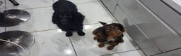 Cocker Spaniel dogs for stud: Choc Tan KC Stud - Advert 1