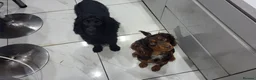 Cocker Spaniel dogs for stud: Choc Tan KC Stud - Advert 1