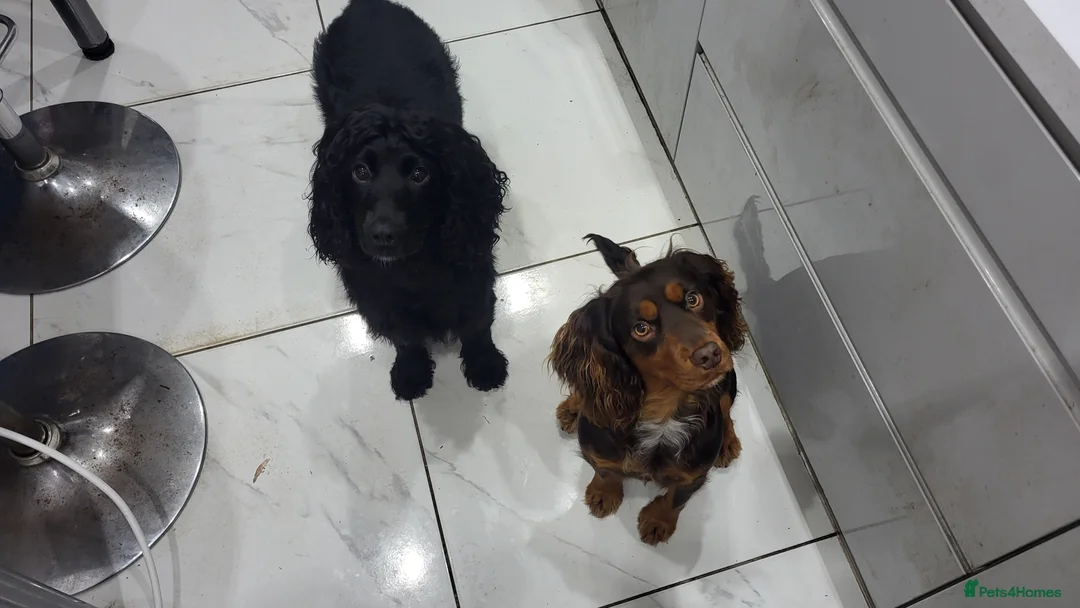 Cocker Spaniel dogs for stud: Choc Tan KC Stud - Advert 1