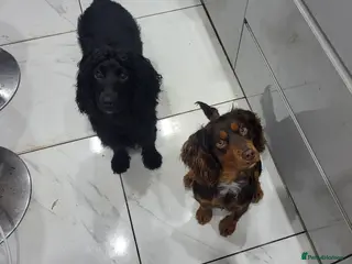 Cocker Spaniel dogs Choc Tan KC Stud - Advert 6