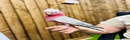 Cockatoo birds for sale: Galah cockatoo  - Advert 7