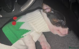 Jack Russell dogs for sale: Jackrussell - Image 2
