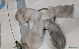 British Longhair cats for sale: 4 adorable kittens  - Image 5
