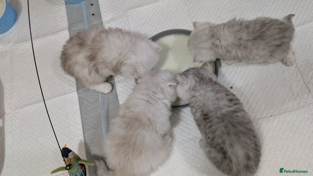 British Longhair cats for sale: 4 adorable kittens  - Image 5