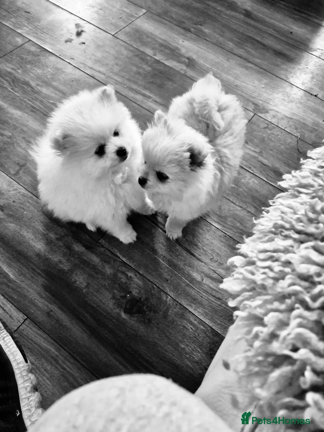 Pomeranian dogs for sale: READY TO MELT YOUR HEART TINYTEDDYBEAR POMERANIAN  - Advert 2