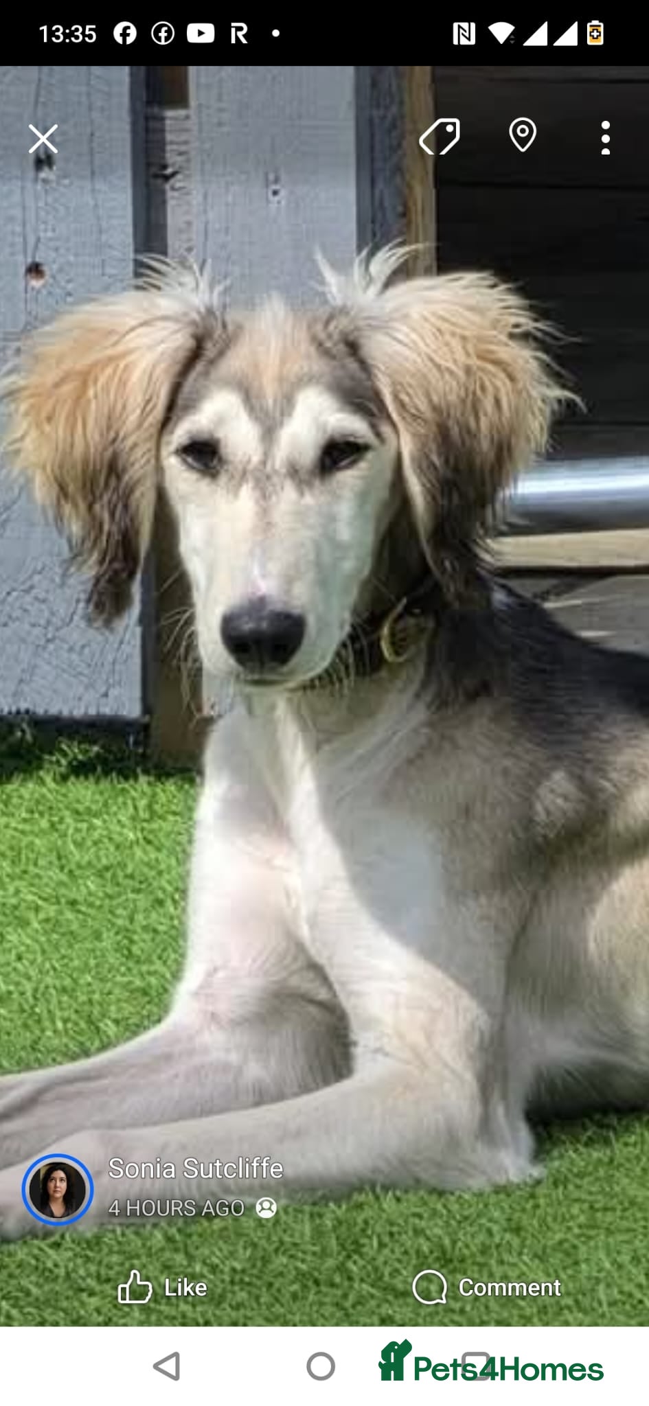 Saluki dogs Ten month old pure silver grizzle dog pup (KC reg) - Advert 6