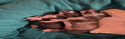 Mixed Breed dogs for sale: Puppies galore!! in Bristol - Advert 6