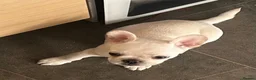 Frug dogs for sale: Beautiful girl  - Advert 5