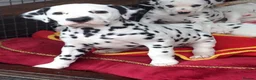 Dalmatian dogs for sale: Exceptional Dalmatian Puppies.  - Advert 9