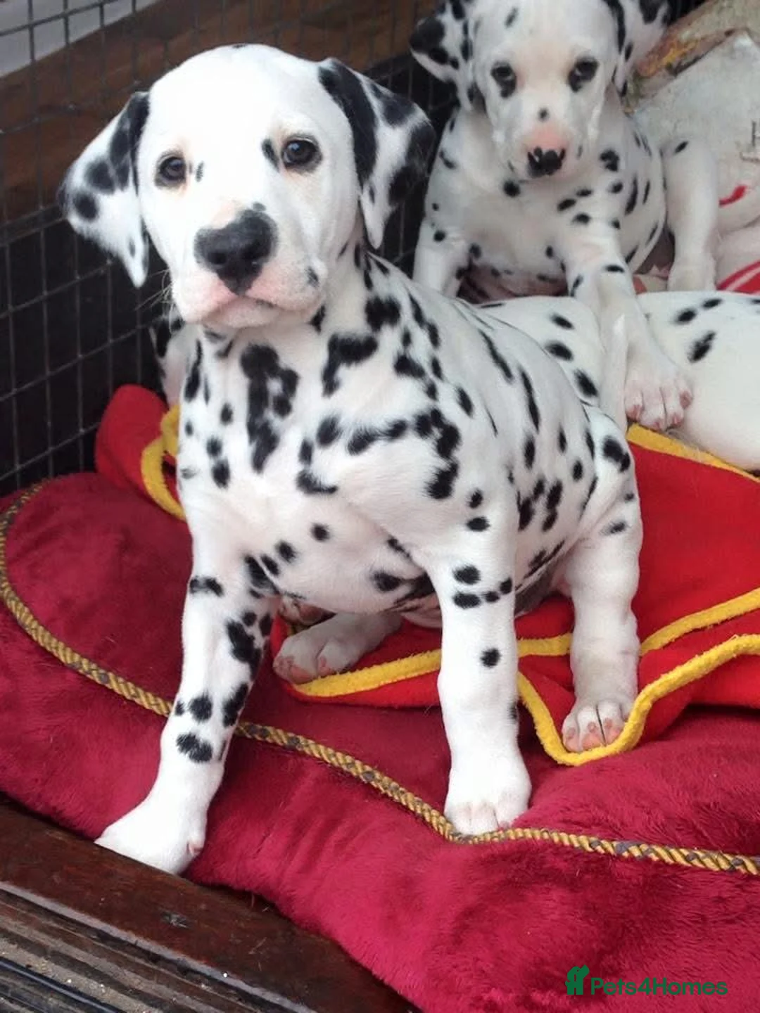 Dalmatian dogs for sale: Exceptional Dalmatian Puppies.  - Advert 9