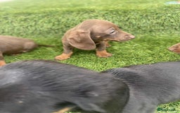 Miniature Dachshund dogs for sale: Miniature daschunds - Image 15