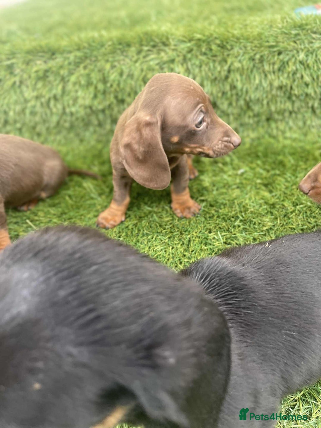 Miniature Dachshund dogs for sale: Miniature daschunds - Image 15