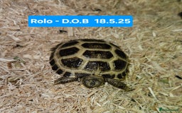 Tortoise reptiles for sale: BABY HORSEFIELD TORTOISES - Image 3