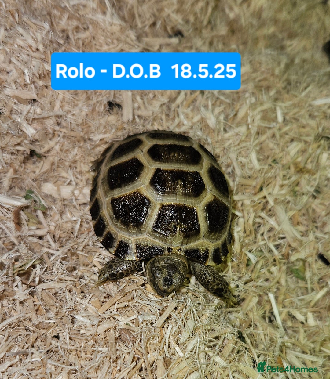 Tortoise reptiles for sale: BABY HORSEFIELD TORTOISES - Image 3