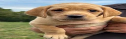 Labrador Retriever dogs for sale: Girls - Fully Health tested parents, Red & golden - Advert 39