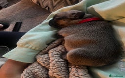 French Bulldog dogs for sale: French bulldog pups  - Image 8