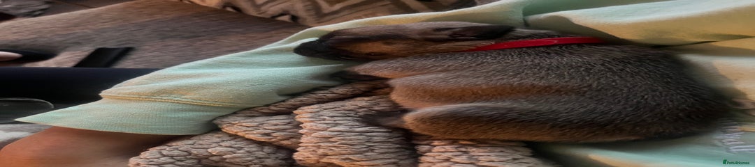 French Bulldog Puppy 4