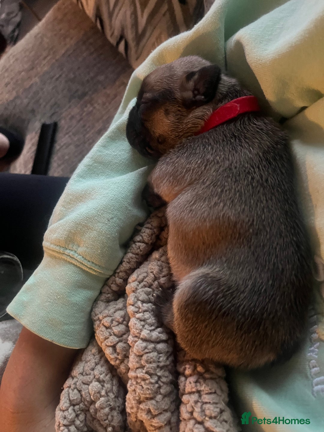 French Bulldog dogs for sale: French bulldog pups  - Image 8