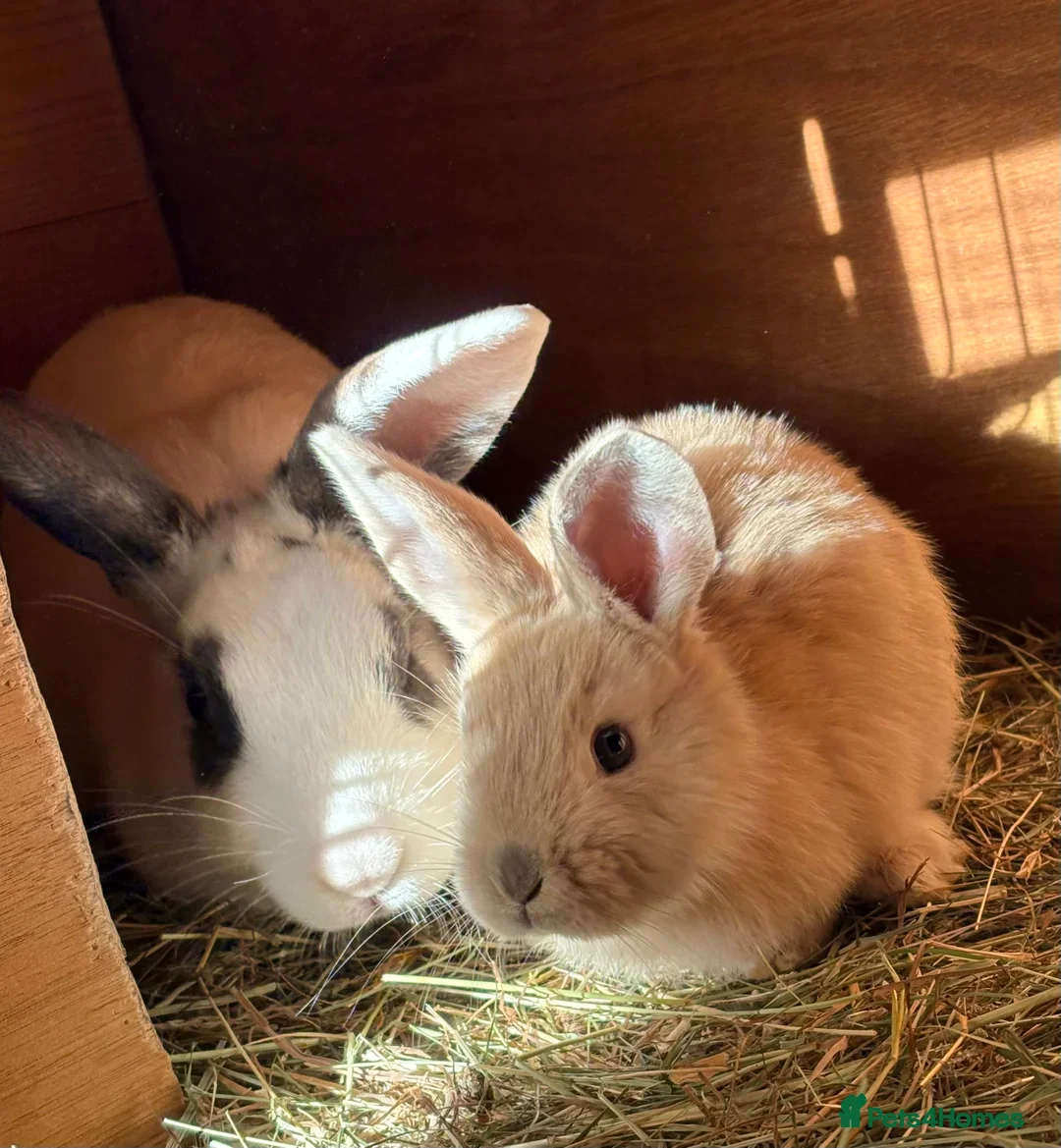 Mini Lop rabbits for sale: 2 baby giant mix rabbits - Image 7