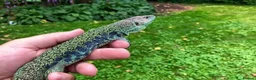 Lizard reptiles for sale: Jeweled Lacerta (Timon lepidus)  - Advert 3