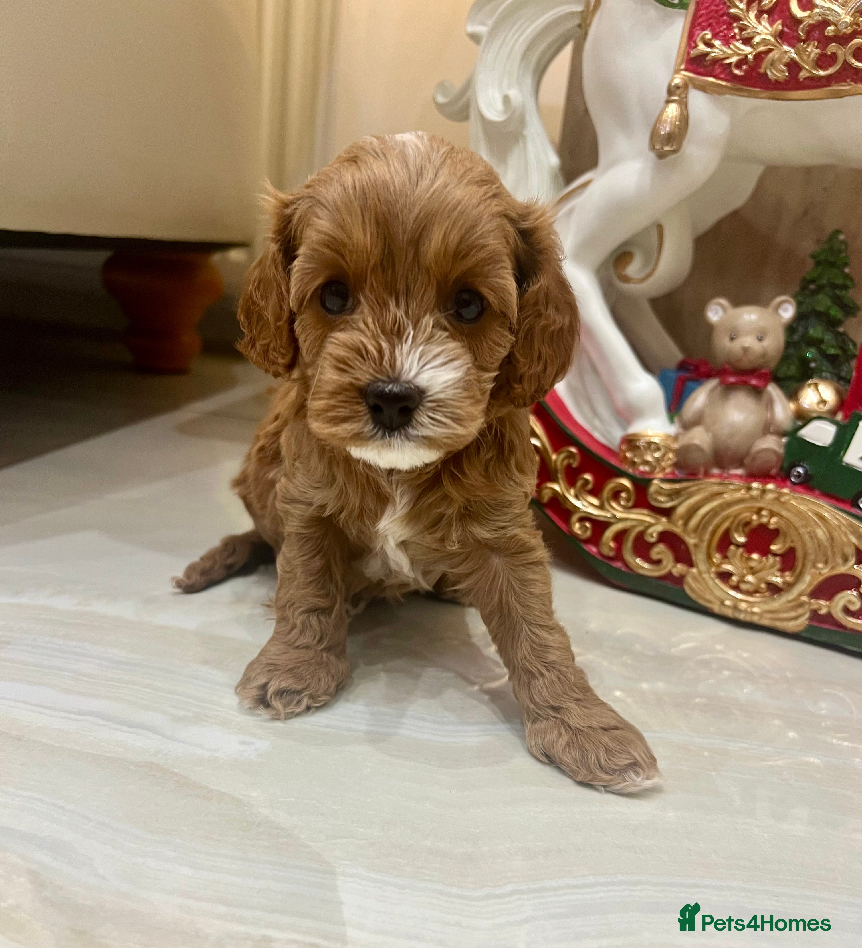 Cavapoo dogs 👑Fabulous Toy Cavapoo Puppies KC Reg parents✨ - Advert 2