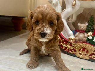 Cavapoo dogs 👑Fabulous Toy Cavapoo Puppies KC Reg parents✨ - Advert 12