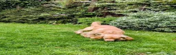 Cocker Spaniel dogs for sale: KC registered cocker spaniel - Advert 7